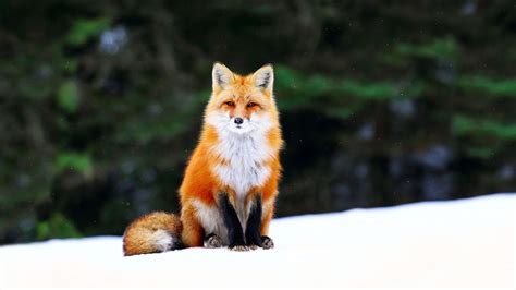 foxy pics|3,000+ of the Best Fox Pictures & Images in HD .